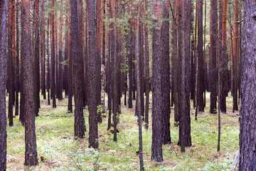 Obraz premium trunks of pine trees in summer forest