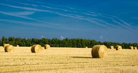Fototapeta premium bales of hay