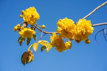 Bright yellow flower, Cochlospermum regium, also known as yellow cotton tree, Butter-Cup...
