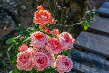 Delicate blossoming roses in a full bloom in the garden. Beautiful pink rose. Summer blossoming delicate pink roses in the garden. Garden concept.