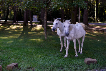 Obraz premium White horses in the city
