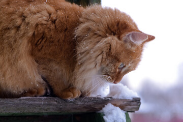 Red cat in the village in winter