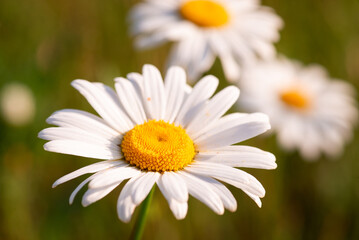 Fototapeta na wymiar Bright photo of chamomile blooming in the field. Close up shot of chamomile flowers in full bloom