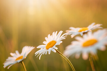 Amazing shot of group of chamomile flowers lit by last bright sun rays of setting sun. Close-up...