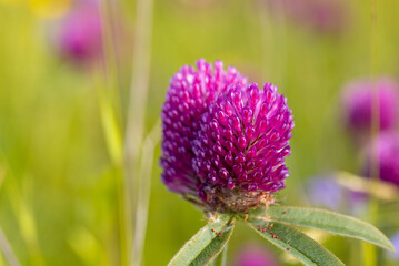 Macro shot of clover flower growing wild in the meadow. Bright close-up shot of trefoil flower