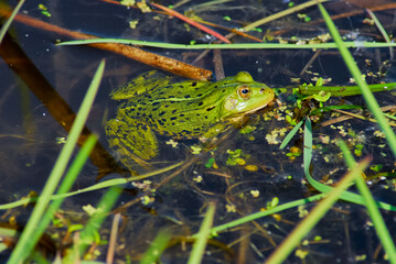 Green frog in the pond