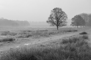Richmond Park at sunrise, London, England