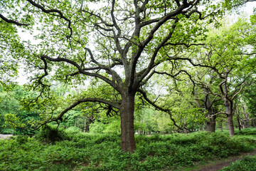 Fototapeta na wymiar Richmond Park, London, England