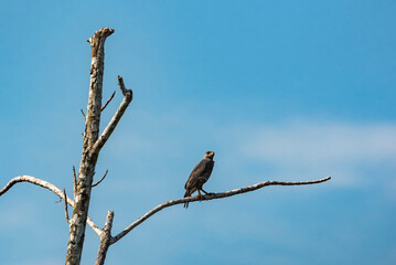 Roadside Hawk (Rupornis Magnirostris), Boca Tapada, Alajuela Province, Costa Rica