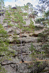 pine trees growing on the rocky cliff