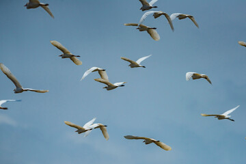 Fototapeta premium Great White Egret (Ardea alba aka Common Egret or Large Egret), Tarcoles River, Carara National Park, Puntarenas Province, Costa Rica