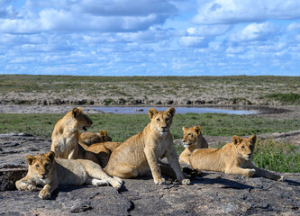 Fototapeta na wymiar Pride of lions on a rock in Tanzania in the Serengeti