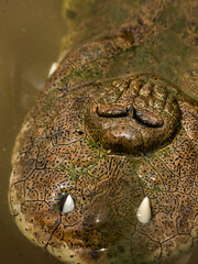 American Crocodile (Crocodylus acutus), Tarcoles River, Carara National Park, Puntarenas Province, Costa Rica