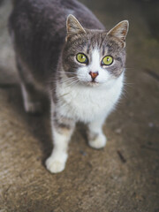 Retrato de gato bicolor callejero, con ojos verdes