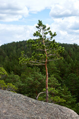 Fototapeta na wymiar pine tree growing on the rocky cliff