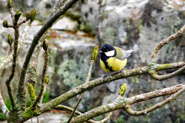 Obraz na płótnie Canvas Great Tit, Parus major, Perched on Tree on a Day of Spring. 