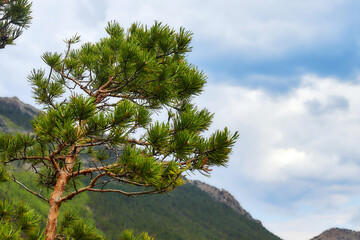 branch of pine tree growing on the rocky mountains