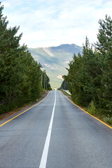 paved highway running through the pine forest