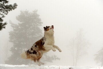 Spüaß im Schnee. Schöner Australien Shepherd Hund spielt in winterlicher Landschaft