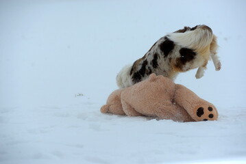Spüaß im Schnee. Schöner Australien Shepherd Hund spielt in winterlicher Landschaft