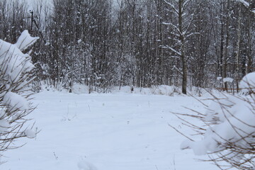 snow covered trees