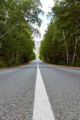Naklejka premium paved highway running through the pine forest