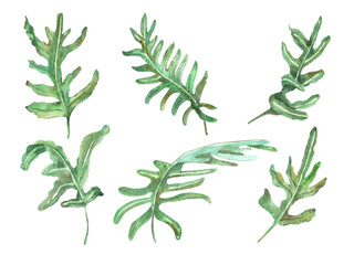 Watercolor hand drawn set set for arrangement of green flebodium fern leaves isolated on white background,  botanical illustration.