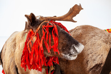 Northern deer is preparing to deer holiday that celebrate in Salekhard district. Siberia, Russia