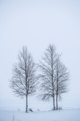 Bleak, misty, minimalist white winter landscape covered in snow near Akaslompolo, Finnish Lapland, Finland