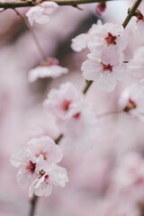 Obraz premium Almond blossom flowers background.