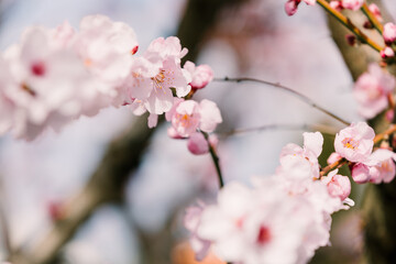 Almond blossom petals in spring.