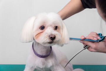 Professional groomer takes care of Maltese lapdog in animal beauty salon.