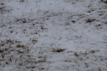 grass in the snow