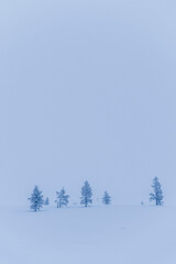 Bleak, remote, minimalist winter wonderland snow covered Christmas landscape with icy trees in Lapland, Finland, Arctic Circle, Europe