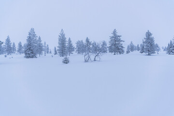 Bleak, remote, minimalist winter wonderland snow covered Christmas landscape with icy trees in Lapland, Finland, Arctic Circle, Europe