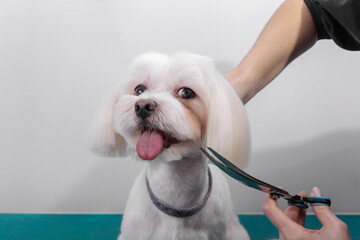 Professional groomer takes care of Maltese lapdog in animal beauty salon.
