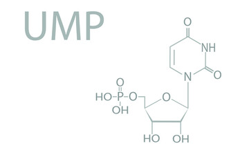 Uridine monophosphate nucleotide (uridylic acid ) molecular skeletal chemical formula.