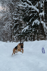 Active and energetic walk with dog in winter park. Outdoor games. Red and black German Shepherd is running fast along snowy forest road and trying to reach blue round toy rolling ahead.
