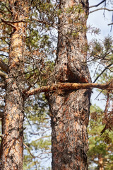 trunk of a pine tree bypassing a branch of another tree
