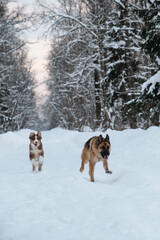 Active and energetic walk with two dogs in winter park. Two friends German and Australian Shepherds are quickly running forward along snowy forest road. Ears fly from movement and speed.