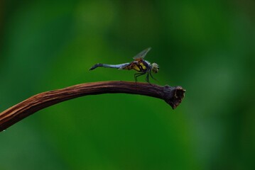 dragonfly on a green leaf