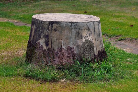 old stump in the woods