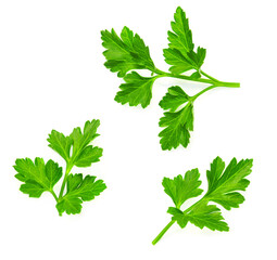 Parsley. Parsley herb isolated on white background. Top view. Flat lay.Collection