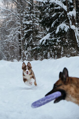 Active and energetic walk with two dogs in winter park. Dog games outside. Aussie puppy runs forward to meet German Shepherd with blue ring toy in teeth.