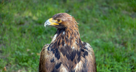 The portrait of The Golden Eagle (Aquila chrysaetos) on a green background