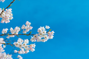 blossom of sakura cherry tree on sunny blue sky in spring. copy space