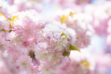 pink flowers of beautiful japanese cherry tree in spring