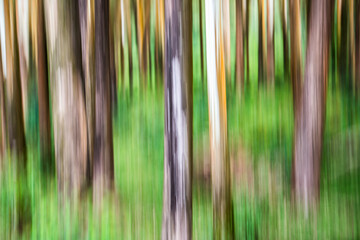 Forest abstract in Munnar, Western Ghats Mountains, Kerala, India