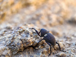 stag beetle on the sand