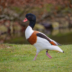 Tadorne qui court hors de l'eau dans le parc animalier de Branféré en Bretagne dans le Morbihan